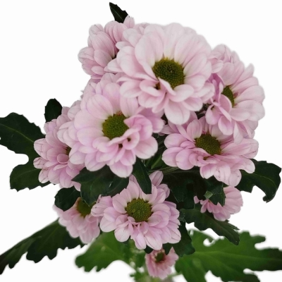 Chryzantéma SAN FABIANI PEARL