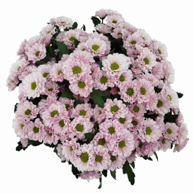 Chryzantéma SAN FABIANI PEARL