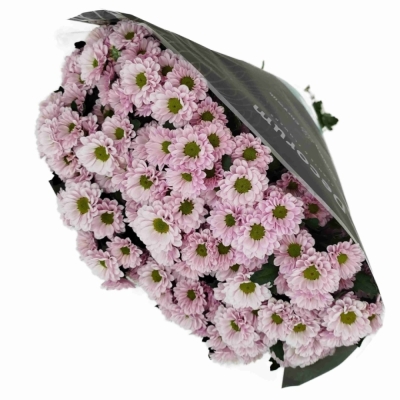 Chryzantéma SAN FABIANI PEARL