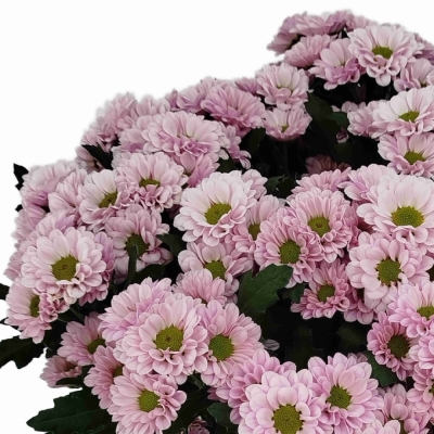 Chryzantéma SAN FABIANI PEARL