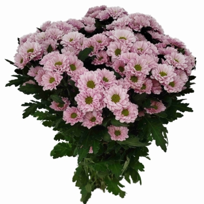Chryzantéma SAN FABIANI PEARL