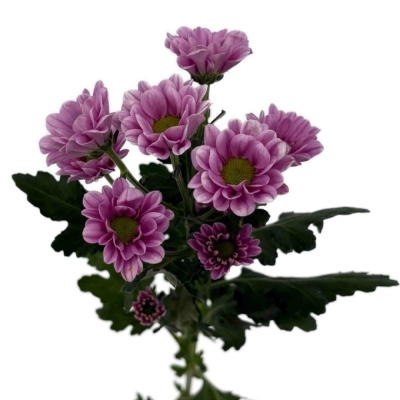 Chryzantéma SAN FABIANI PINK