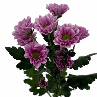 Chryzantéma SAN FABIANI PINK 1100 g (44g / 1ks)