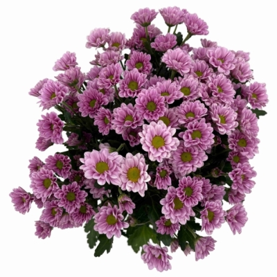 Chryzantéma SAN FABIANI PINK