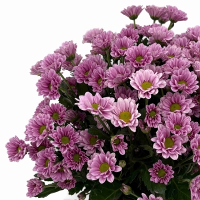Chryzantéma SAN FABIANI PINK