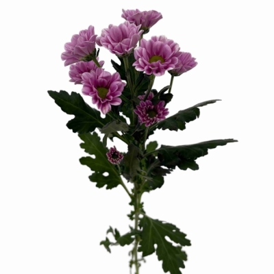 Chryzantéma SAN FABIANI PINK