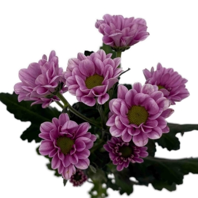 Chryzantéma SAN FABIANI PINK