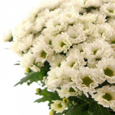 Chryzantéma SAN FABIANI WHITE