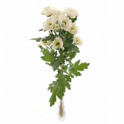 Chryzantéma SAN FABIANI WHITE