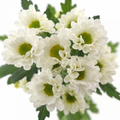 Chryzantéma SAN FABIANI WHITE