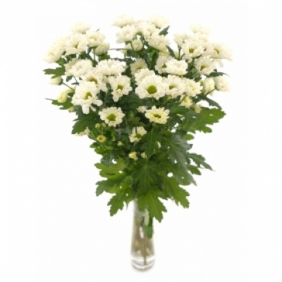 Chryzantéma SAN FABIANI WHITE