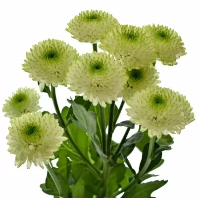 Chryzantéma SAN FERRY LIME 1250g