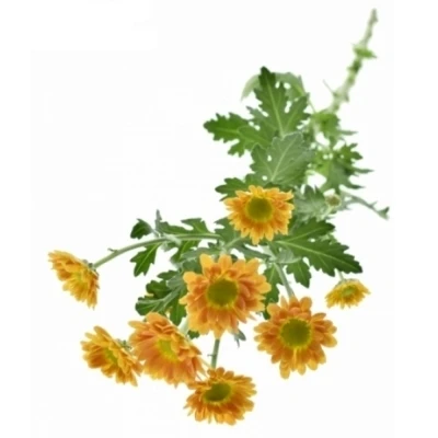 Chryzantéma SAN GOLDIE