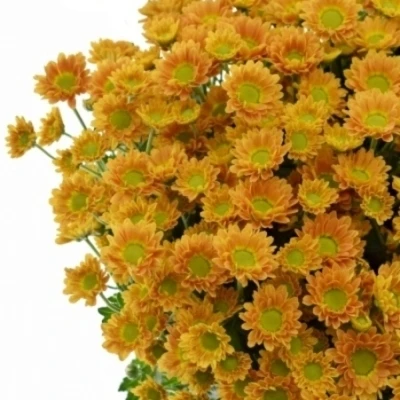 Chryzantéma SAN GOLDIE