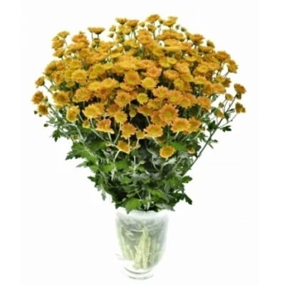 Chryzantéma SAN GOLDIE