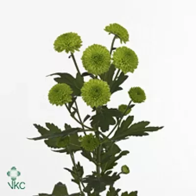 Chryzantéma SAN GREENBIRD 1100g