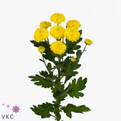 Chryzantéma SAN HONDO 1100g