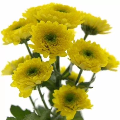 Chryzantéma SAN ILIAS SUNNY 1100g