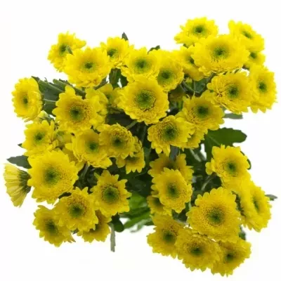 Chryzantema SAN ILIAS SUNNY 