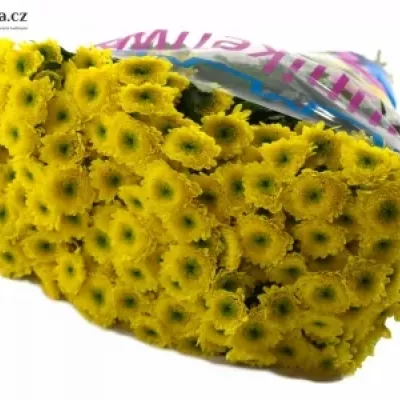 Chryzantema SAN ILIAS SUNNY 