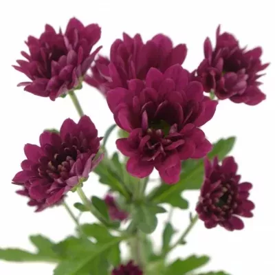 Chryzantéma SAN ILSE SPLENDID 1000g