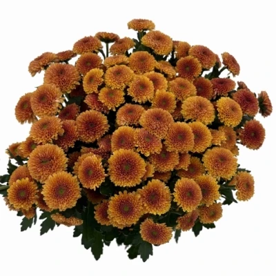 Chryzantéma SAN JAMEY ORANGE
