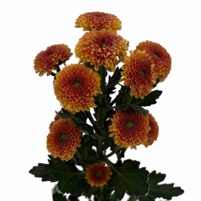 Chryzantéma SAN JAMEY ORANGE