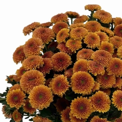 Chryzantéma SAN JAMEY ORANGE