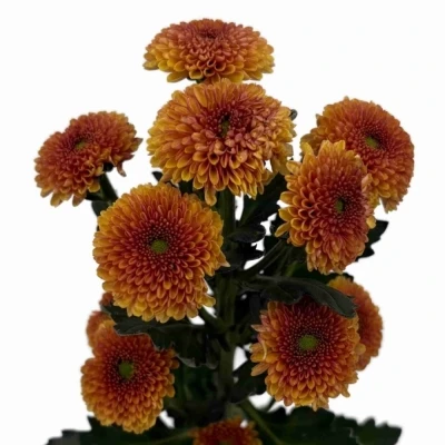 Chryzantéma SAN JAMEY ORANGE