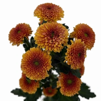 Chryzantéma SAN JAMEY ORANGE 1100 g