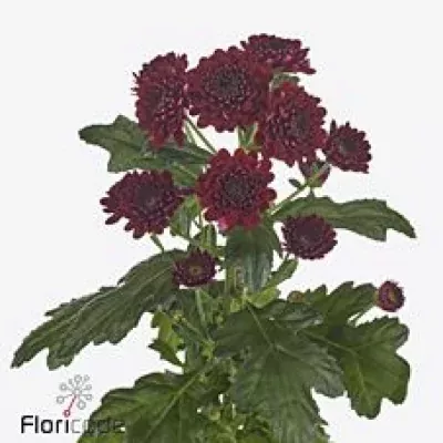 Chryzantéma SAN JINDA 600g