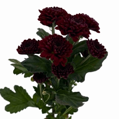 Chryzantéma SAN JINDA RED