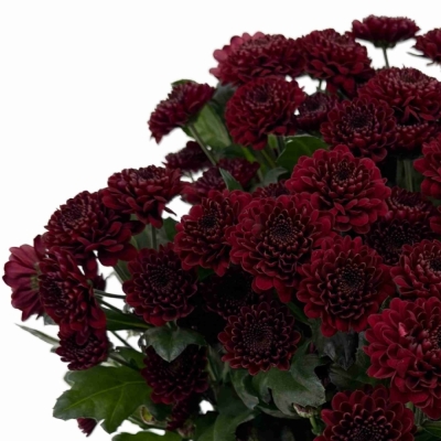 Chryzantéma SAN JINDA RED