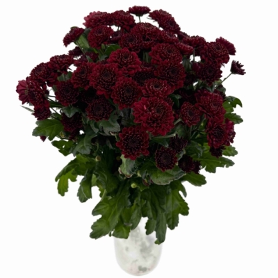 Chryzantéma SAN JINDA RED