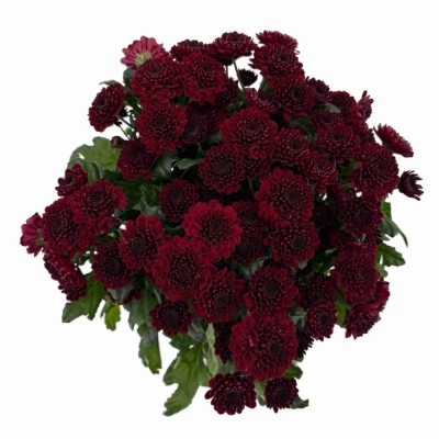 Chryzantéma SAN JINDA RED