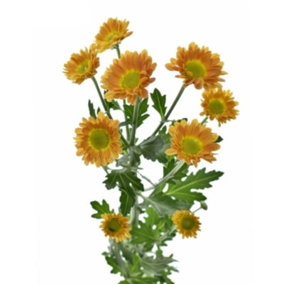 Chryzantema SAN KARIBU 1050g