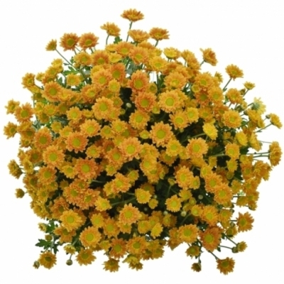 Chryzantema SAN KARIBU 1050g