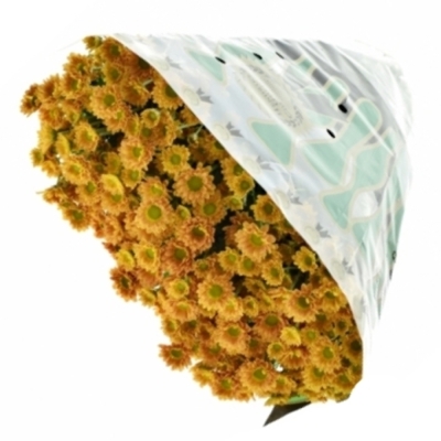 Chryzantema SAN KARIBU 1050g