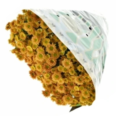 Chryzantema SAN KARIBU 1050g