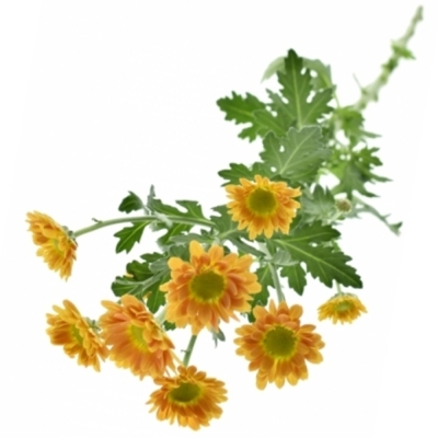 Chryzantema SAN KARIBU 1050g