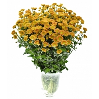 Chryzantema SAN KARIBU 1050g