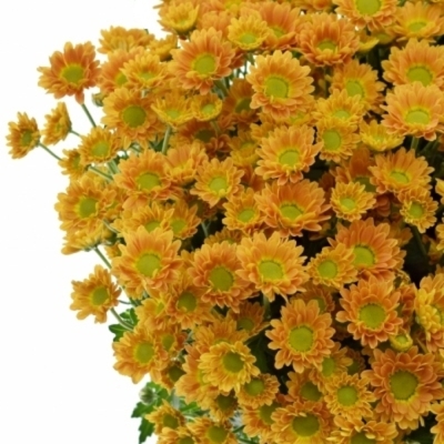 Chryzantema SAN KARIBU 1050g