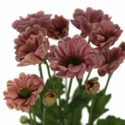 Chryzantéma SAN KIM 1200g