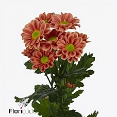 Chryzantéma SAN KIM SALMON 850g