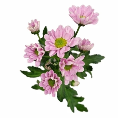 Chryzantéma SAN KINDLY