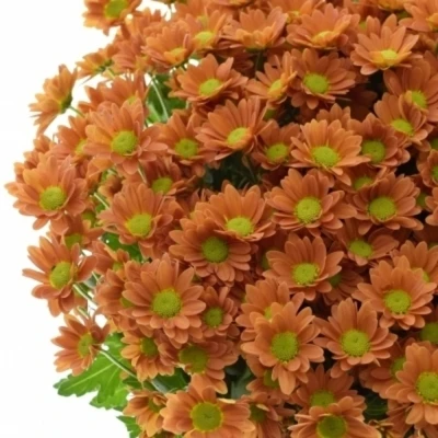 Chryzantéma SAN KINDLY ORANGE