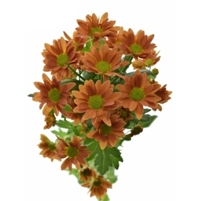 Chryzantéma SAN KINDLY ORANGE 1150 g