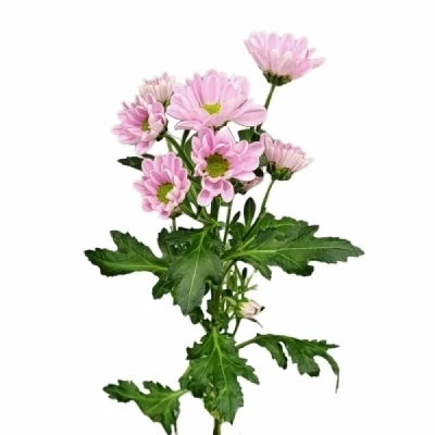 Chryzantéma SAN KINDLY