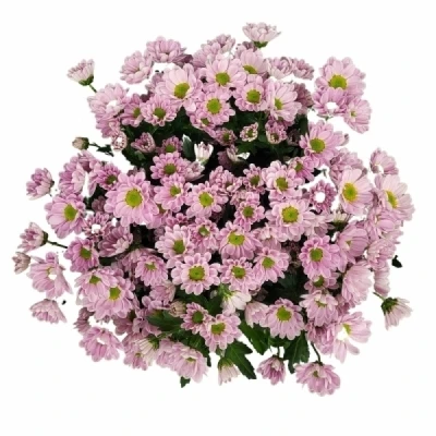 Chryzantéma SAN KINDLY