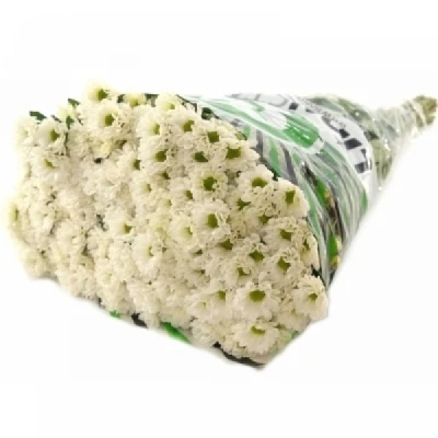 Chryzantéma SAN KINDLY WHITE